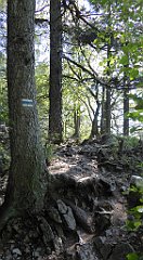 294_TZ60_P1140775_cr