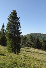 737_TZ60_P1140993_cr