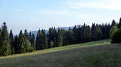 352_TZ60_P1150263_cr