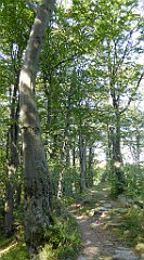 0076_TZ60_P1150337_cr