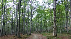 0274_TZ60_P1150480_cr