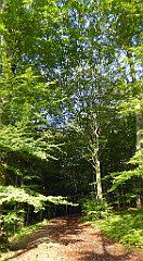 080_TZ60_P1150894_cr