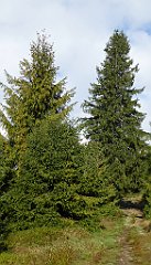 099_TZ60_P1150902_cr