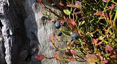 151_TZ60_P1150943_cr