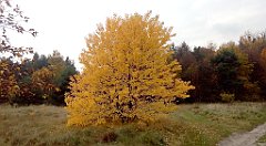 271_A806_IMG_20161027_115014_cr