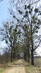 582_2017-03-29_12-53-25_TZ_P1120732