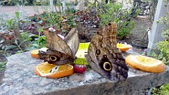 238_A806_IMG_20170513_125351