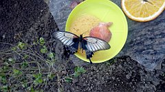 247_A806_IMG_20170513_130055