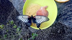 248_A806_IMG_20170513_130101