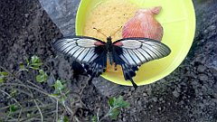 249_A806_IMG_20170513_130105