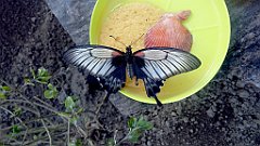 250_A806_IMG_20170513_130106