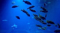 115_A806_IMG_20171210_105640