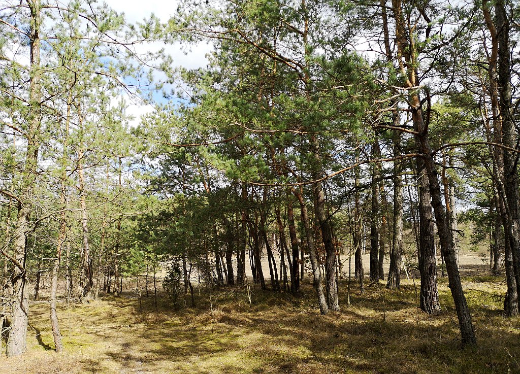 140_p20_IMG_20190320_123318.jpg - rrem