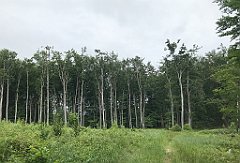 134_iP_190618_IMG_4038