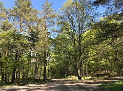 394_iP_210530_IMG_2504