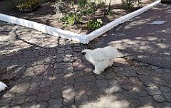 239_p20_IMG_20220517_131433