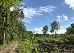 431_iP_220531_IMG_5899