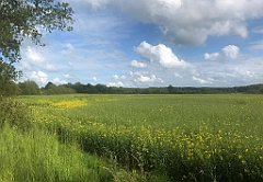 447_iP_220531_IMG_5915